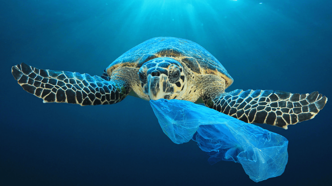 Turtle with Plastic Bag